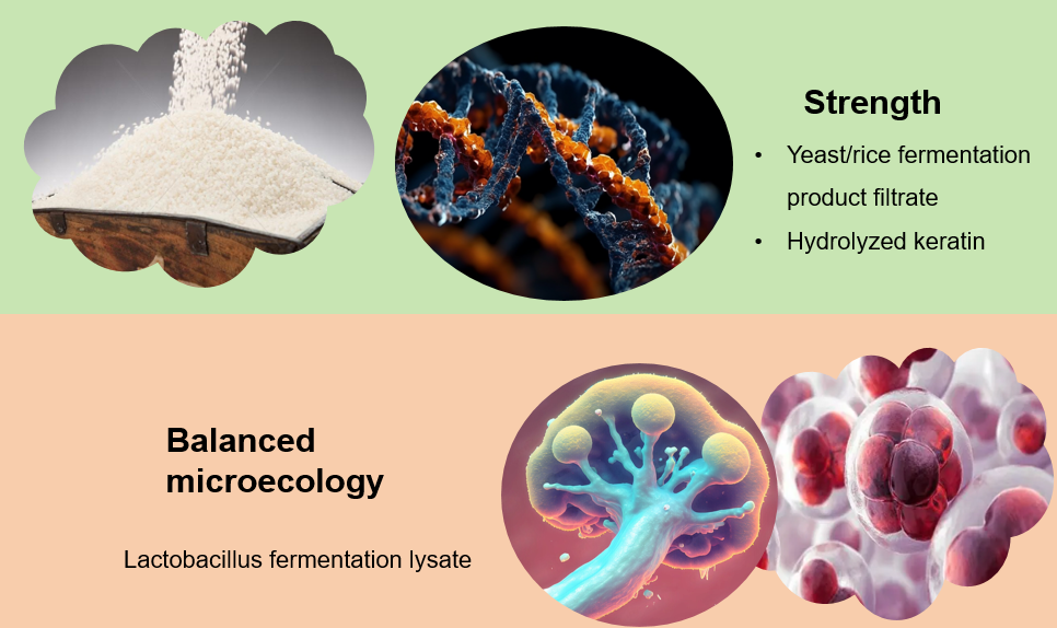 Fornitore di shampoo Scalp Balance Scalp Balance Shampoo supplier